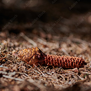 Sur la piste des traces et indices d'animaux - AZE