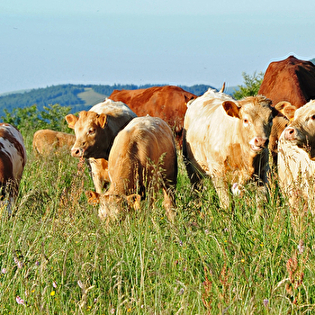 Ferme Babé - BREBOTTE