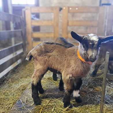 Visite d'une chèvrerie et traite des chèvres