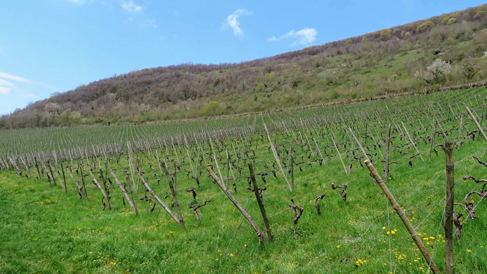 Vignes de Croux