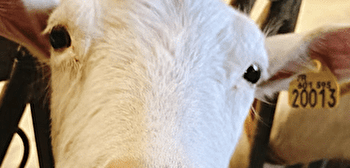 Le p'tit chèvre de Bernouil - BERNOUIL