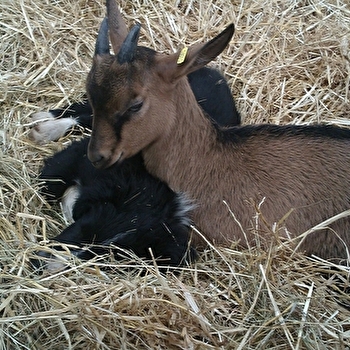 Ferme Cul de Sac - BARJON