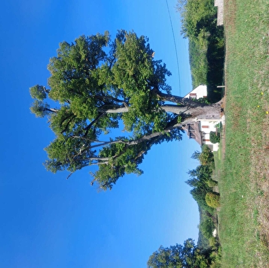 Chemin des écrivains : Romain Rolland