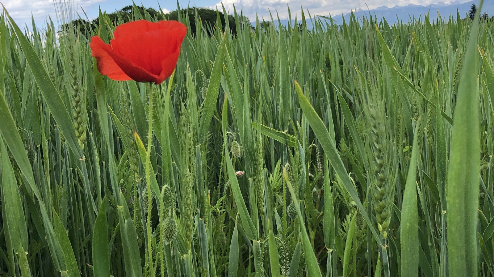 Randonnée : Du Fleutron à la Rippe