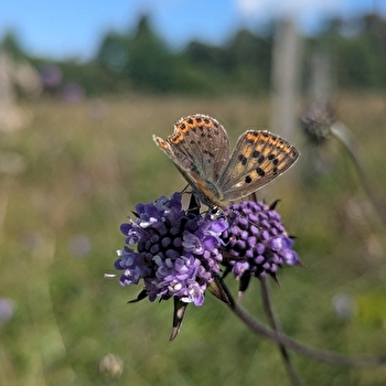 Balade nature 'Enquête en forêt de Chauffour-Ferrière' - VEZELAY