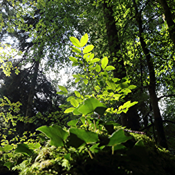 La Pierre Percée - MORBIER