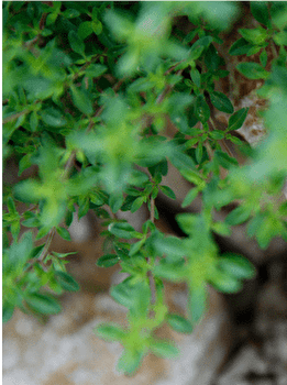 Circuit VTT n°122 / Besançon - BESANCON