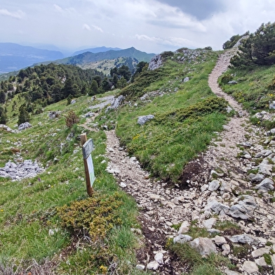 Randonnée pédestre : Crozet au Crêt de la Neige, en haut des cimes du Jura