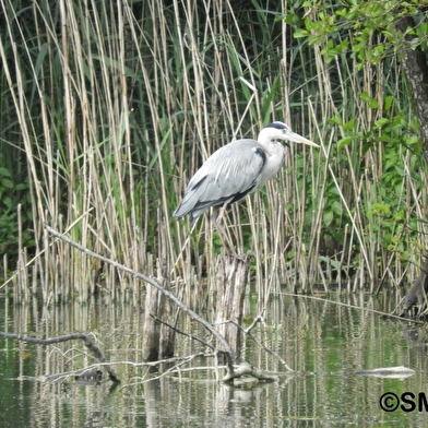 ENS - Marais de Saône