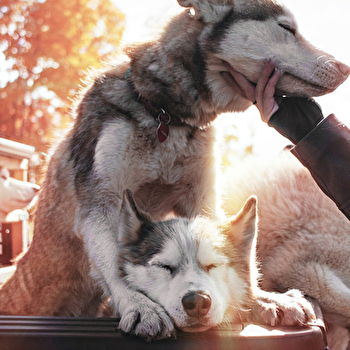 Nordikroad - Chiens de traineaux - CUISEAUX