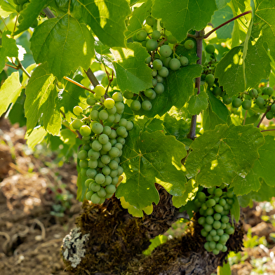 Domaine de la Chasseigne