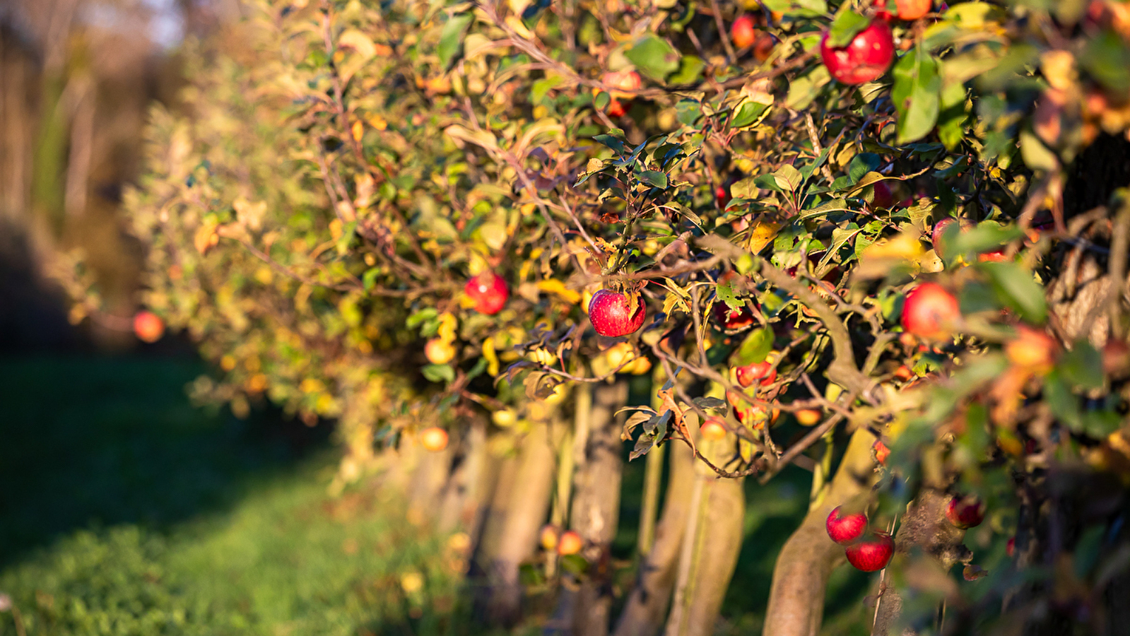 Les Rendez-vous du Terroir: Visite du verger Bio de Fouchécourt