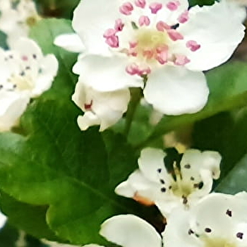 Herbamalice - LONS-LE-SAUNIER