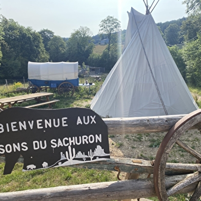 Les bisons du Sachuron