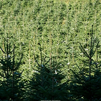 Association française du sapin de Noël naturel - SAINT-BRISSON