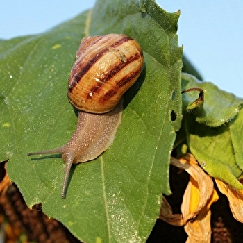 L'Escargot Bourguignon - La Ferme au gré du temps - VERNOT
