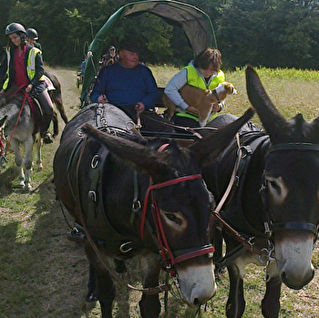 Haras du Magny - Ânes de selle et d'attelage - LA FERMETE
