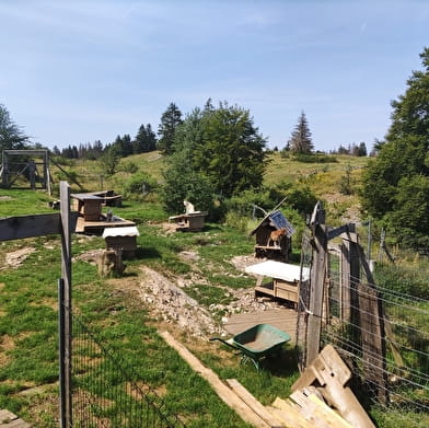 Les bois fous - Pierre Daniel