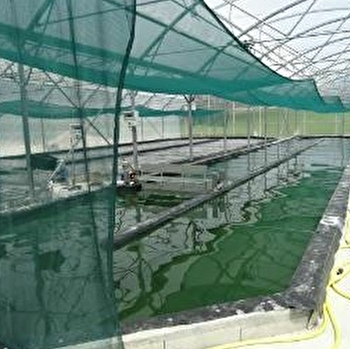 Spiruline du Doubs - VILLERS-SAINT-MARTIN