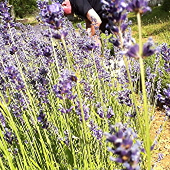 Baum'Plantes - BAULME-LA-ROCHE