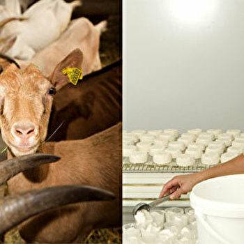 La Ferme du Vieux Chemin - MARNOZ