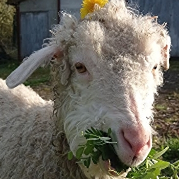 Visite de la fermette - SAINT-VERAIN