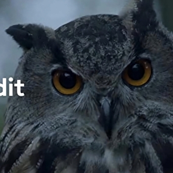 Initiation à la fauconnerie - MENETREUIL