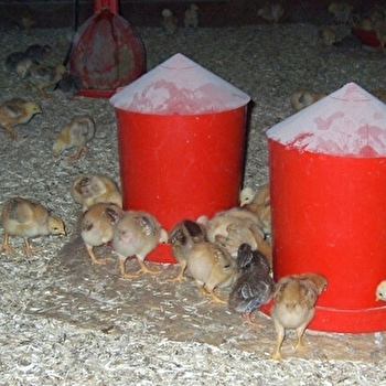 La Favière Enchantée - CULT