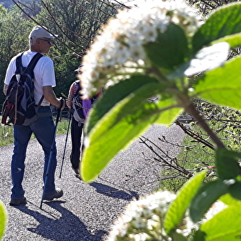 Circuit pédestre Le Chêne Béni - BUCEY-LES-GY