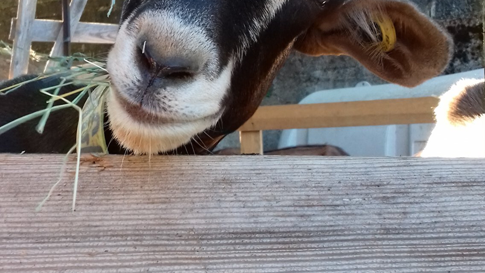 Visite d'une chèvrerie et traite des chèvres