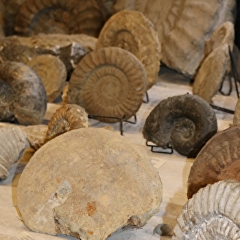 Musée de Paléontologie Géologie et des Minéraux - ROUGEMONT