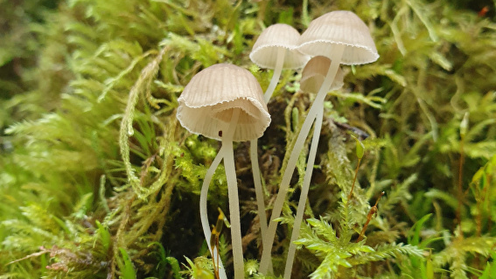 Les magiciens du bois mort_ENS2026