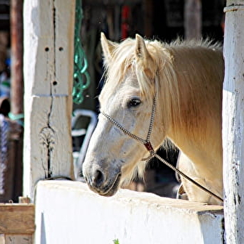 Centre Équestre de la Cavalerie de la Source - CONTE