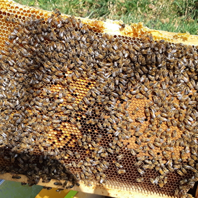 Immersion au rucher, Le Rucher de Pascale