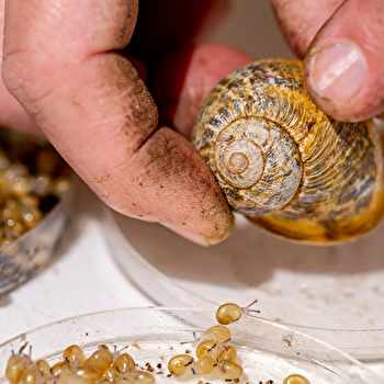 Les Coulisses du Terroir - Grosnescargot - TRAMBLY