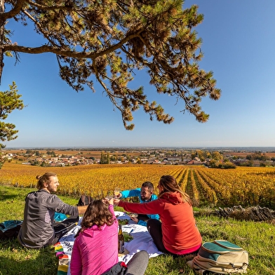 Circuit coup de cœur - Paysages de vignes 