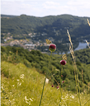 Circuit des coteaux de Rosemont - BESANCON