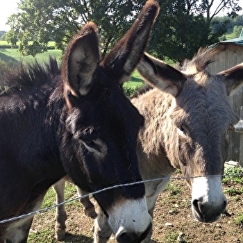 Les ânes de Francis - TRAMAYES