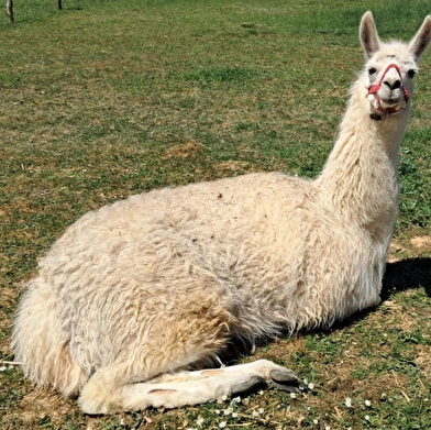 Terranova Farm Family