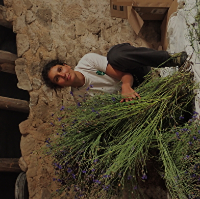 Silènes, graines du Morvan