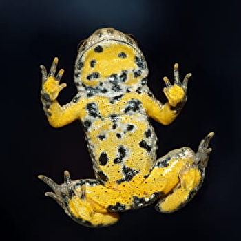 SAS le Crapaud Sonneur - BEAUMONT-SARDOLLES