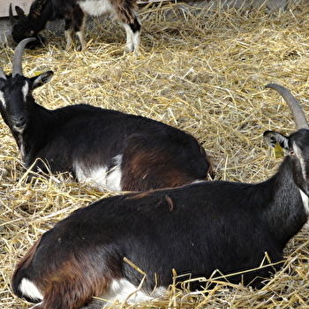 Ferme bio d'Uzelle - UZELLE