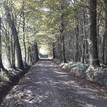 Circuit VTC-VTT n°4 (rouge) - La Voie Royale des bois de But - MONTREVEL-EN-BRESSE