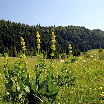 La Joux Devant - 86B - NANCHEZ