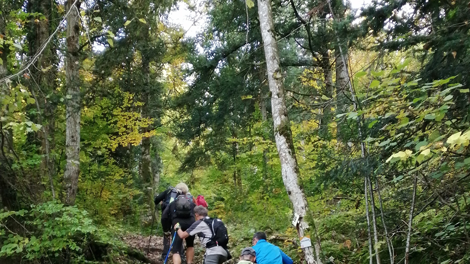 La forêt des Dergis - Parcours marche nordique n°12