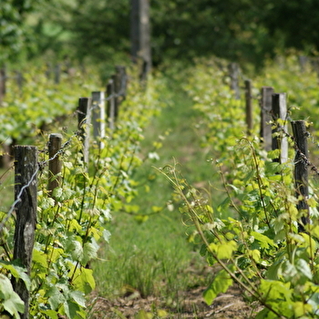 EARL Domaine Bonnardot Père et Fils - BONNENCONTRE