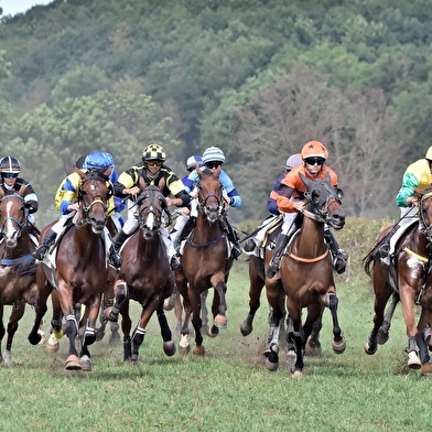 Courses hippiques - Trot