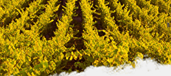 Domaine du Beauregard - SAINT-SERNIN-DU-PLAIN