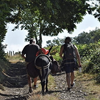 Les Ânes de Vincent - POIL
