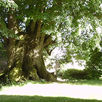 Tilleul du XVIIe s. - VEILLY